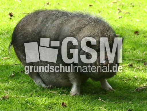 Hängebauchschwein-7992.jpg